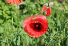 Mohnblume