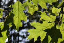 Auf dem Foto sind die Blätter der Roteiche zu sehen, wie das Licht durch sie hindurchscheint.