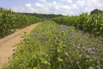Streifen mit Sonnenblumen, Phacelia und anderen zwischen Maispflanzen